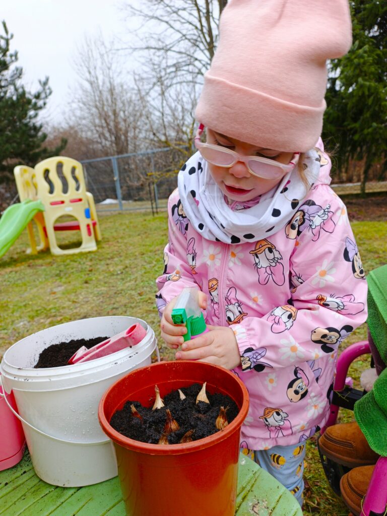 Podlewanie cebulek kwiatków