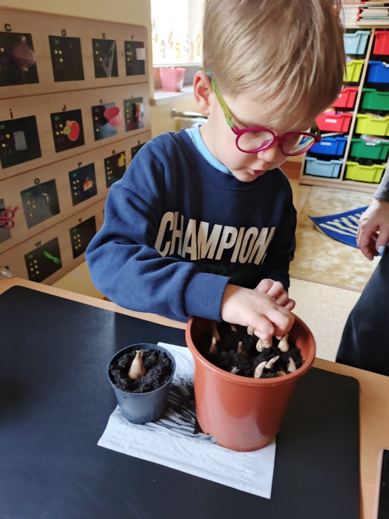 Julian sadzi cebulki