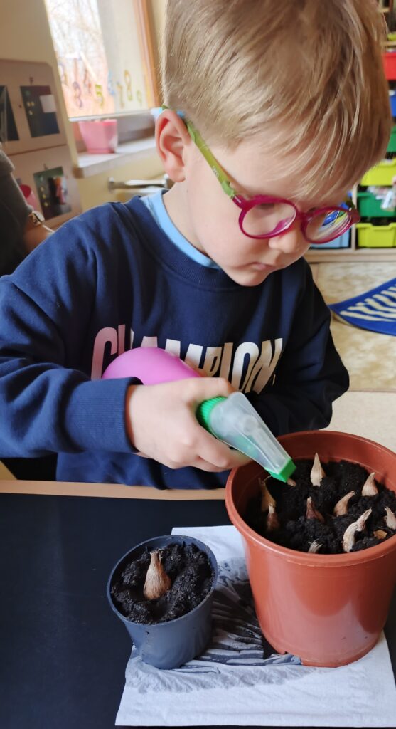 Podlewanie cebulek kwiatków